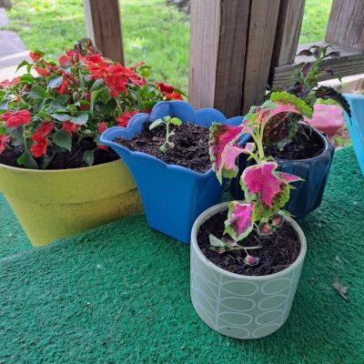 Container Garden:  The Importance of Watering and Fertilizing