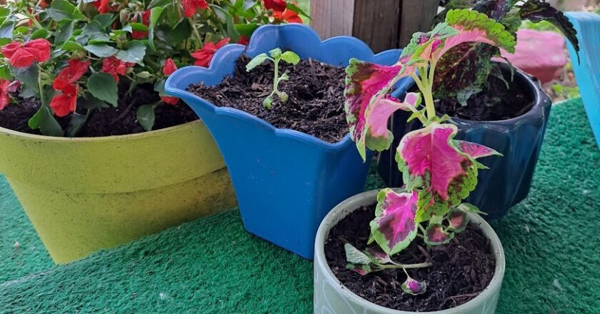 Container Garden:  The Importance of Watering and Fertilizing