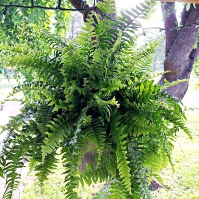 How to Care for Ferns