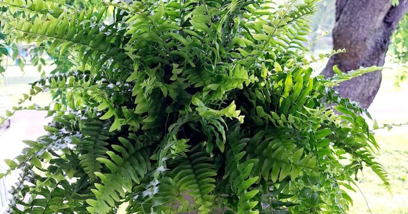 How to Care for Ferns