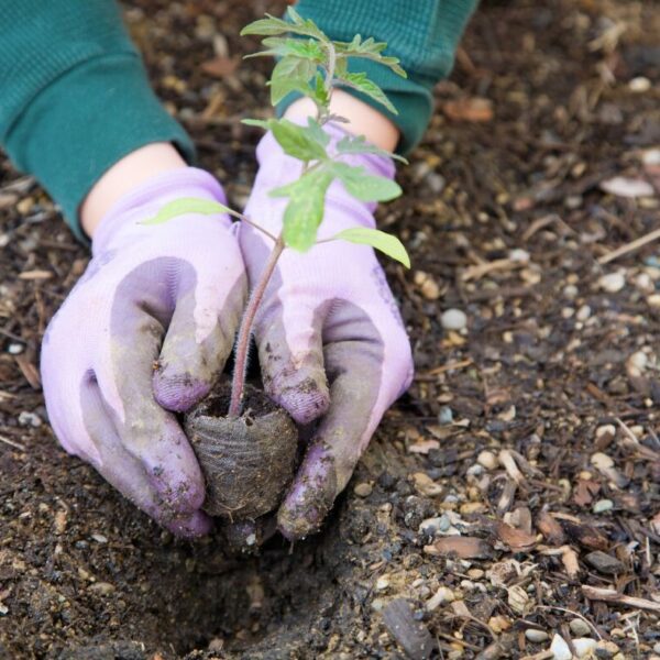 Discover the Joy of Gardening