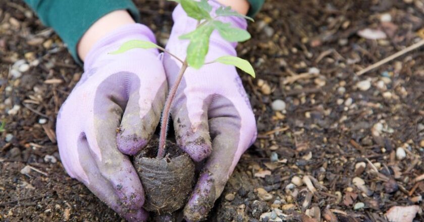 Discover the Joy of Gardening